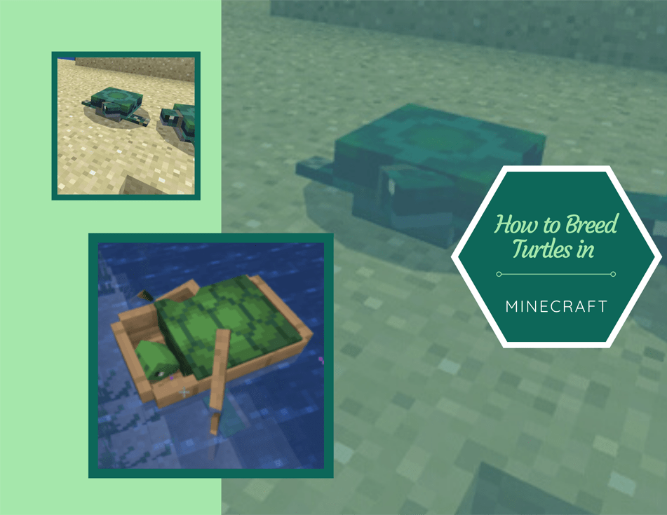 Cómo criar tortugas en Minecraft